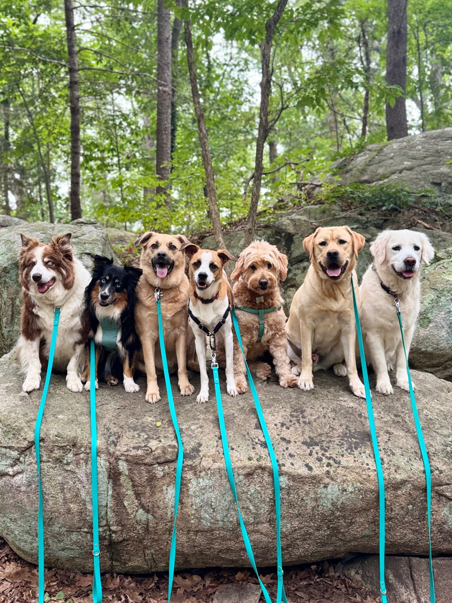 Six dogs sitting together on a wooded rock ledge