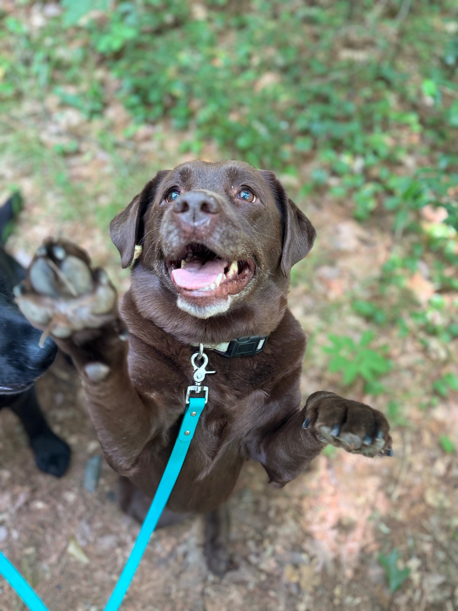 A chocolate-colored dog looking up on a wooded trail