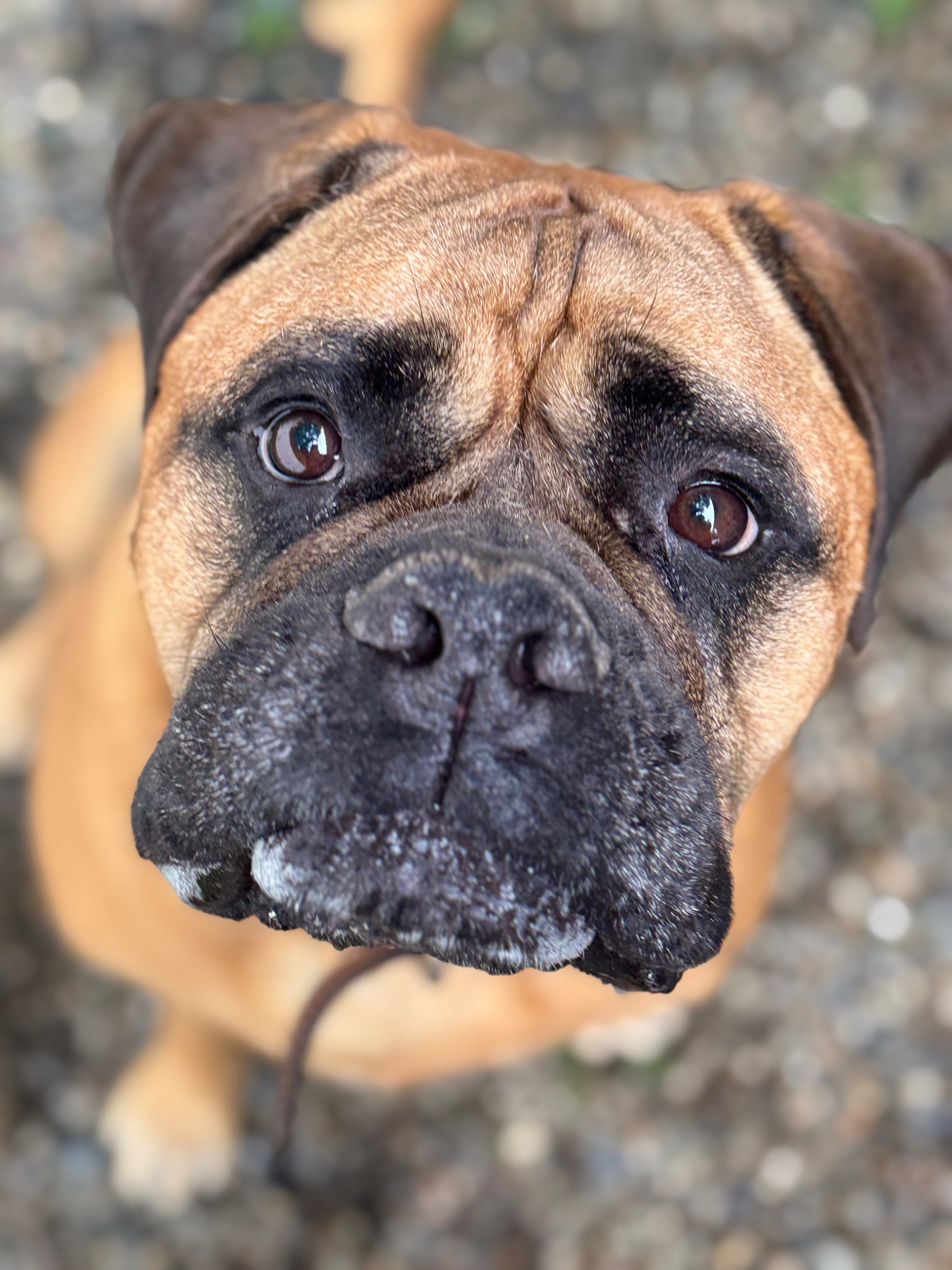 A boxer looking up toward the camera