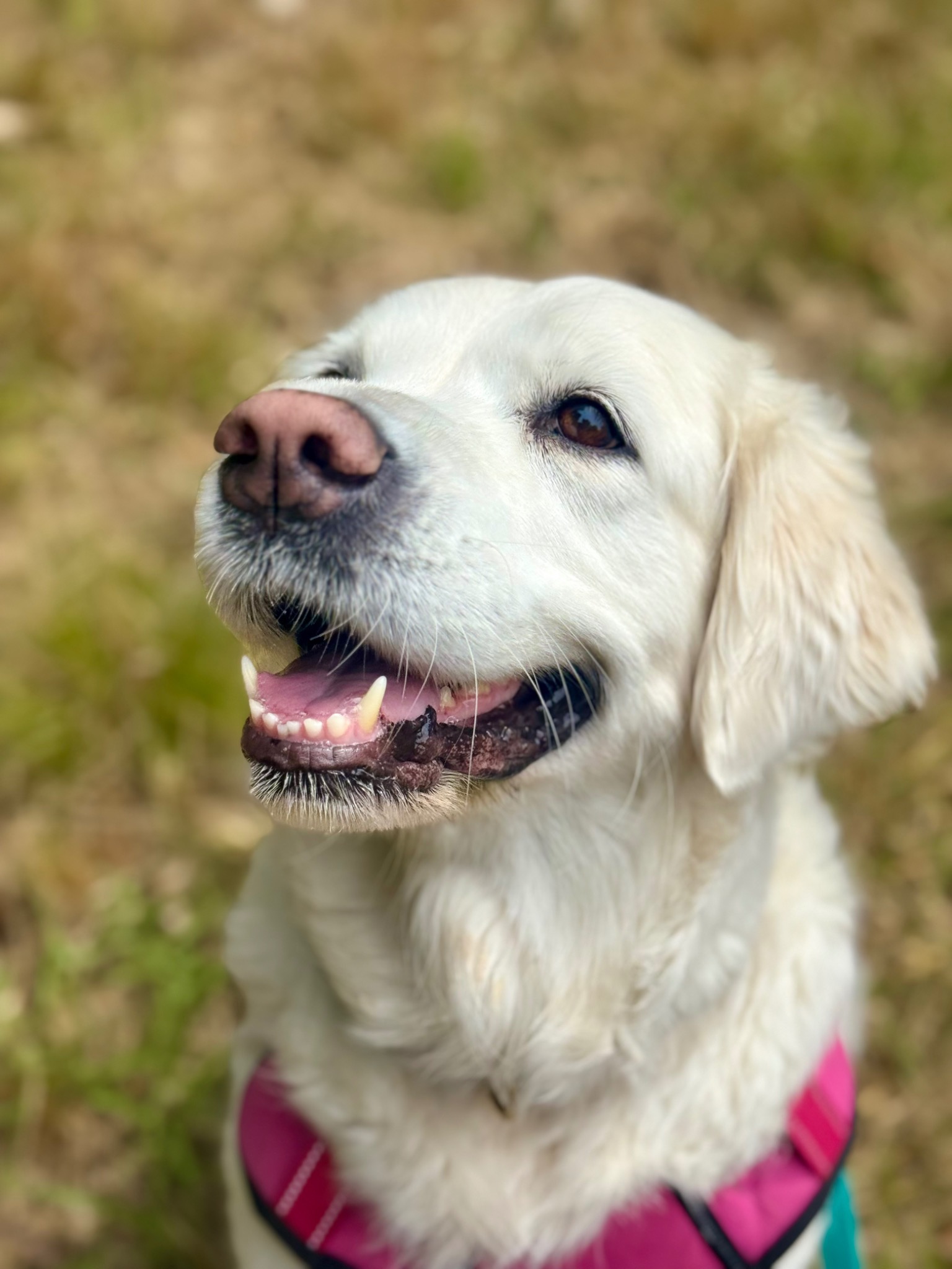 A cream-colored dog smiling during a walk