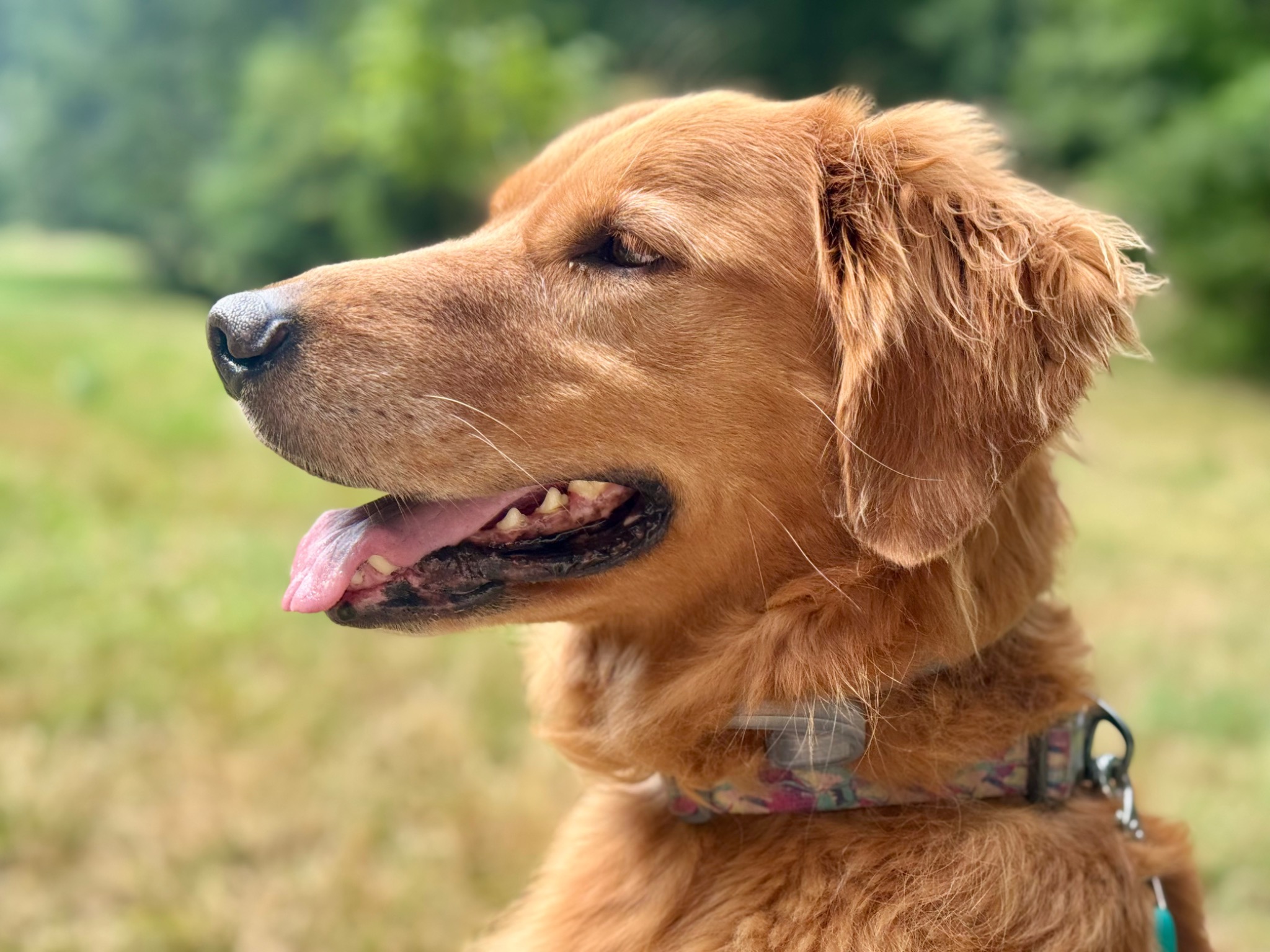 A golden retriever relaxing outdoors