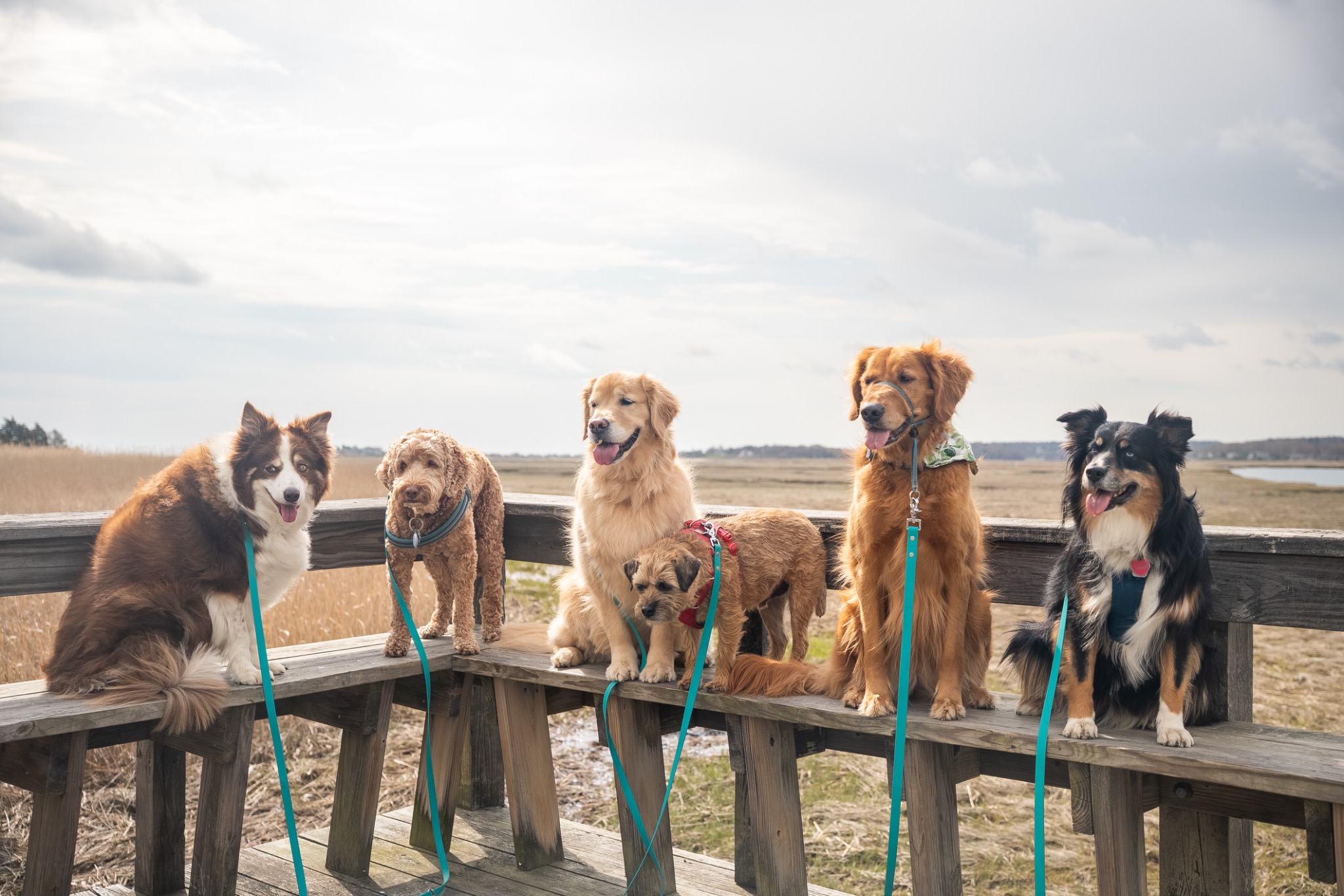 Six dogs gathered together on a boardwalk above the marsh
