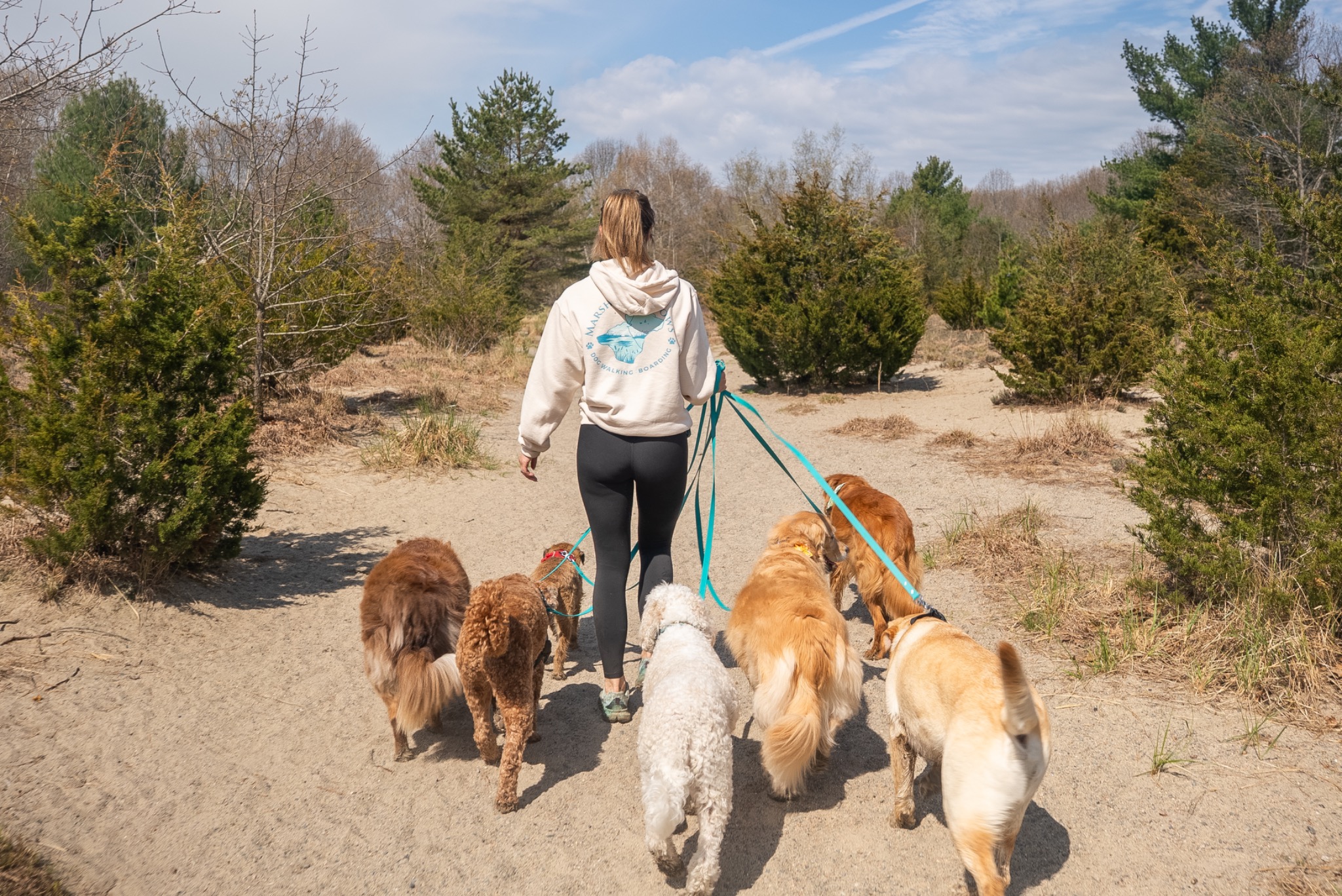 A group of dogs walking together on a sandy coastal trail