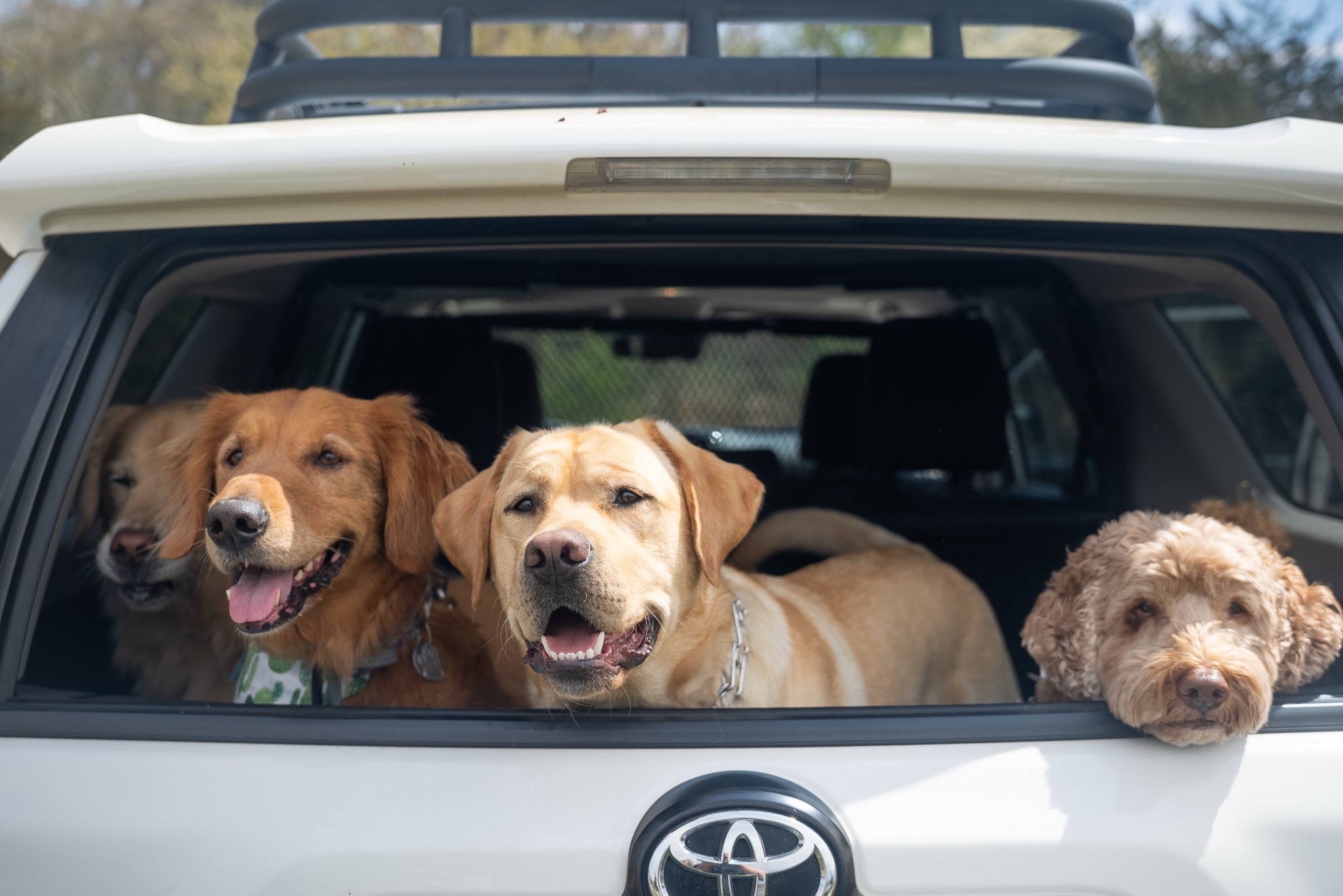 Four dogs looking out from the back of the vehicle