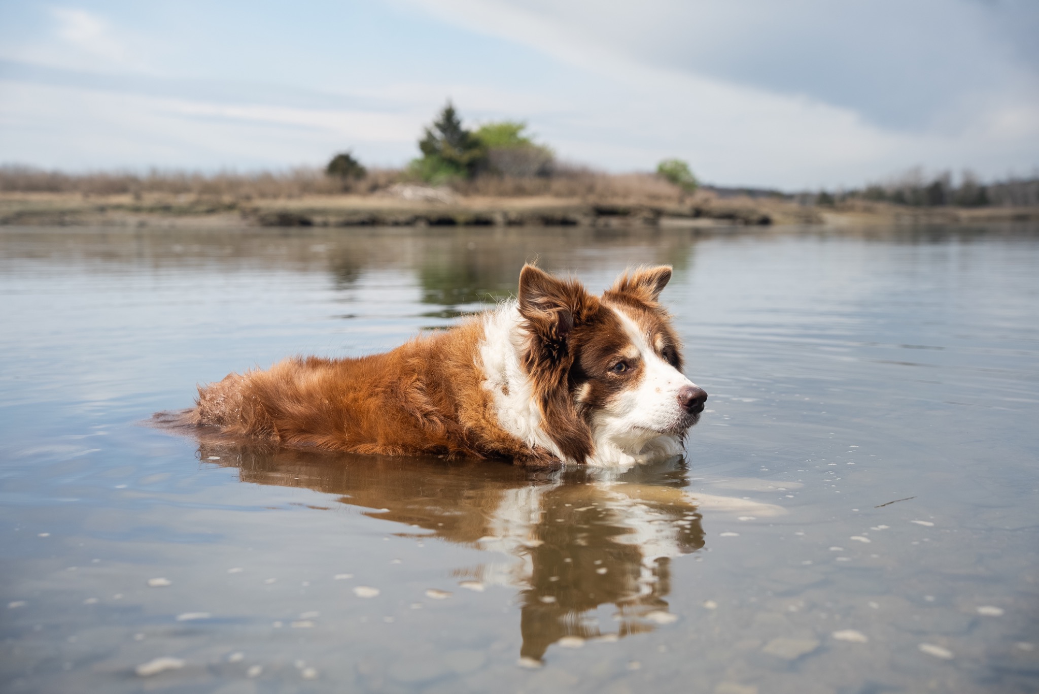 A brown and white dog wading through calm marsh water