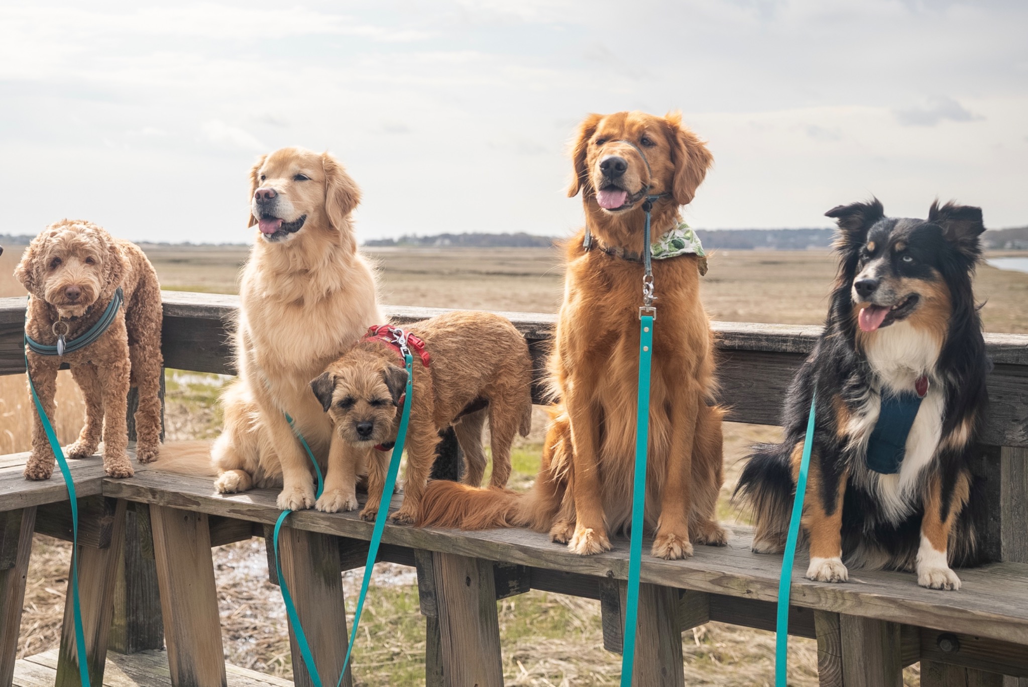 Five dogs gathered together on a boardwalk above the South Shore marsh
