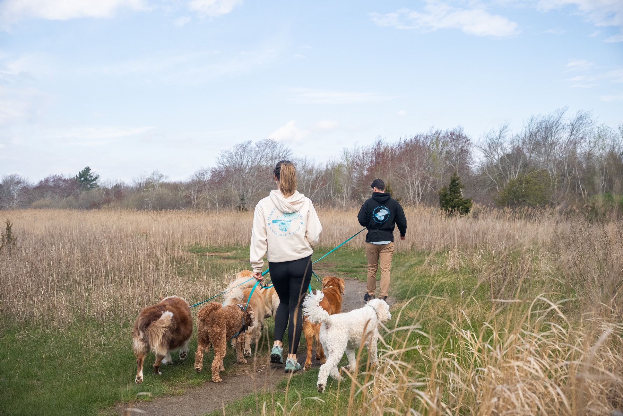 A pack moving together through a South Shore marsh trail