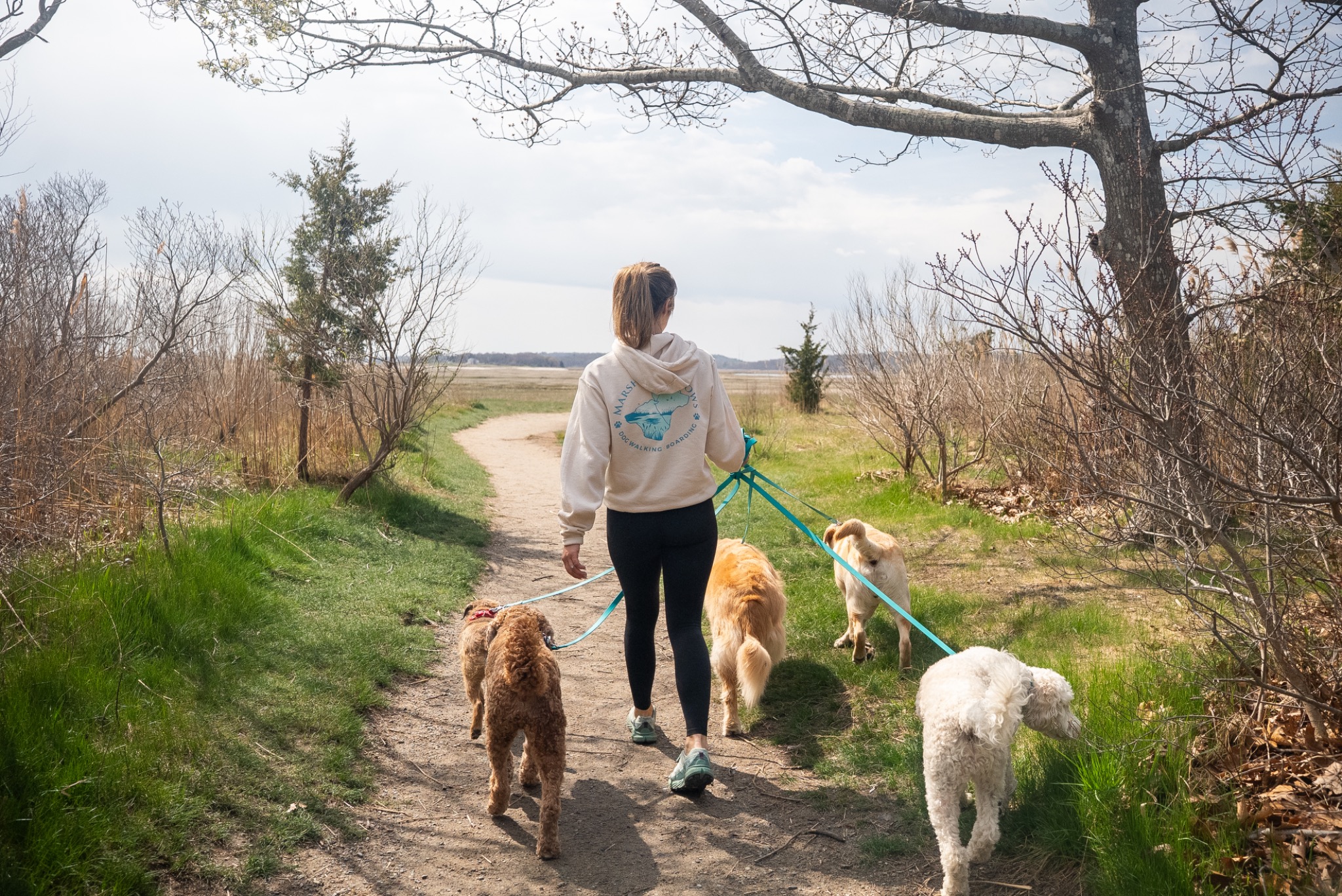 A handler leading dogs toward a coastal trail