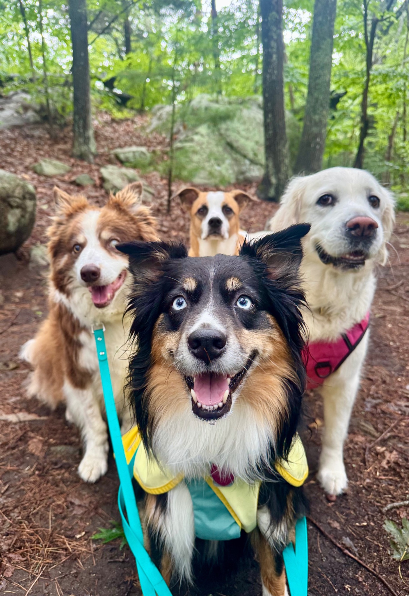 Four dogs gathered together on a wooded trail