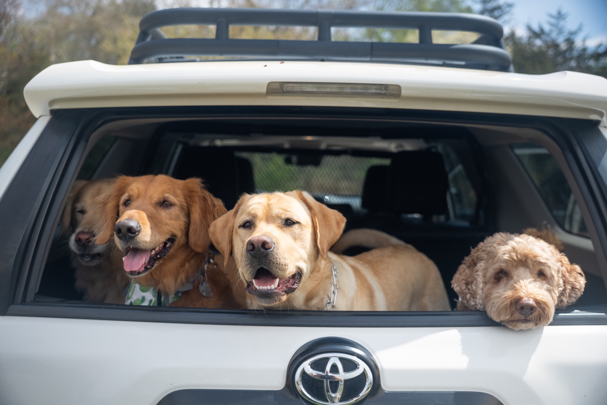 Dogs ready for safe transportation in the Marsh and Meadows vehicle
