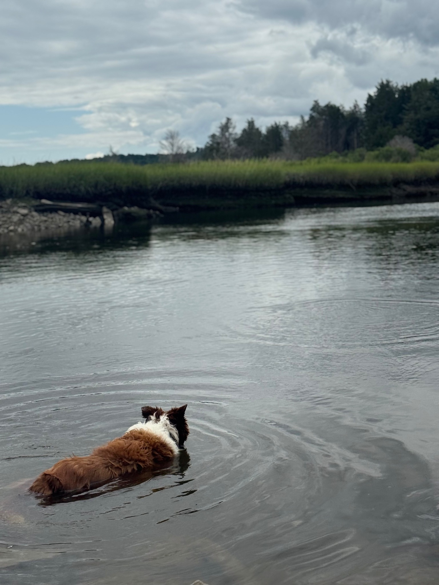 A dog enjoying the marsh during outdoor care